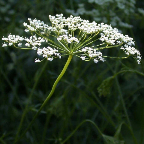 Image of Anise Herb Seeds (500mg) - My Patriot Supply