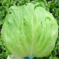Thumbnail for ceberg - Head Lettuce Seeds (1g) - My Patriot Supply