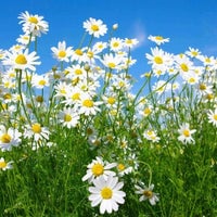 Thumbnail for Organic Chamomile Herb Seeds (250mg) - My Patriot Supply