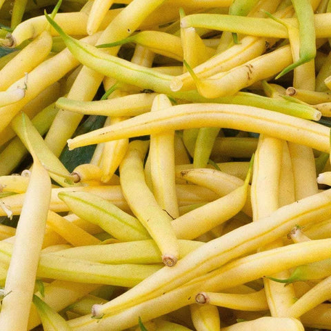 Organic Golden Wax Beans (15g) - My Patriot Supply