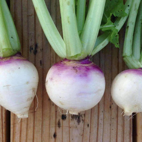 Image of Purple Top White Globe Turnip Seeds (1g) - My Patriot Supply