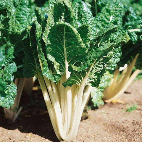 Image of Fordhook Giant Swiss Chard Seeds (1g) - My Patriot Supply