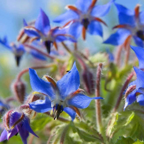 Image of Organic Borage  Wildflower Seeds (500mg) - My Patriot Supply