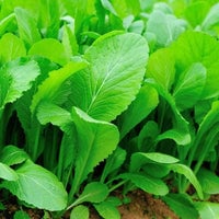 Thumbnail for Organic Tendergreen Mustard Seeds (500mg) - My Patriot Supply