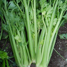 Tall Utah Celery Seeds (500mg) - My Patriot Supply
