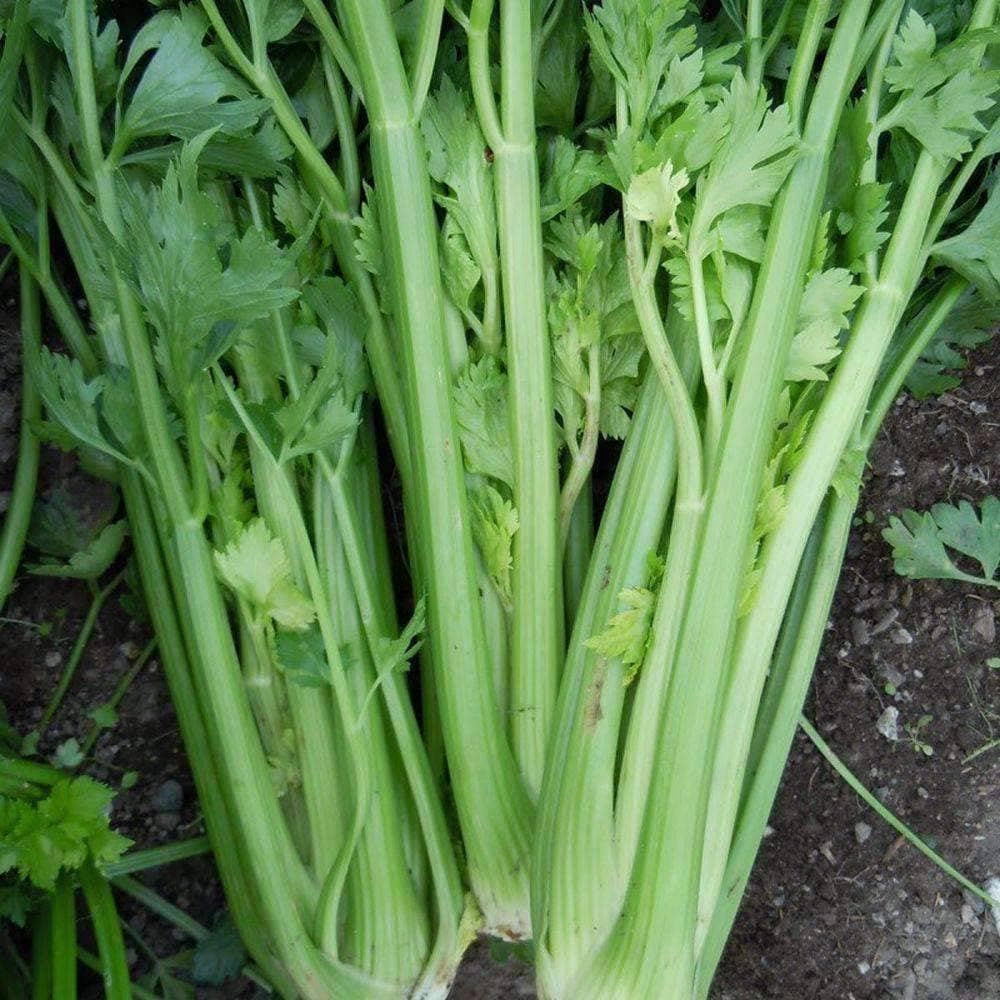 Tall Utah Celery Seeds (500mg) - My Patriot Supply