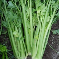 Thumbnail for Tall Utah Celery Seeds (500mg) - My Patriot Supply