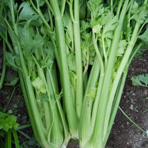Image of Tall Utah Celery Seeds (500mg) - My Patriot Supply