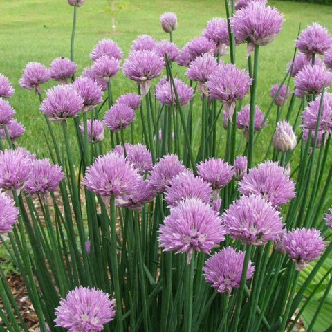 Image of Organic Standard Chive Herb Seeds (500mg) - My Patriot Supply
