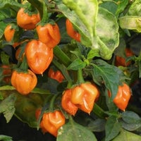 Thumbnail for Habanero Hot Orange Pepper Seeds (250mg) - My Patriot Supply