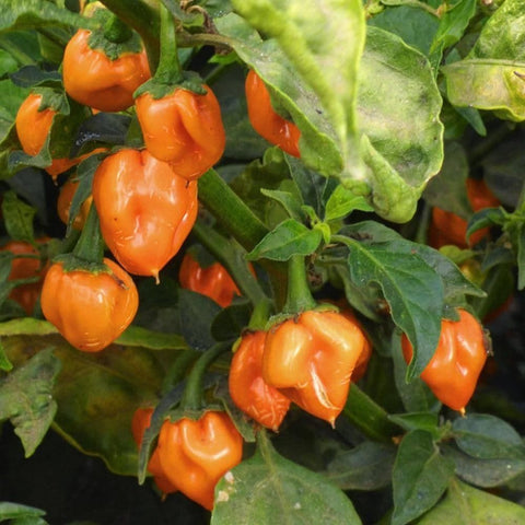 Habanero Hot Orange Pepper Seeds (250mg) - My Patriot Supply