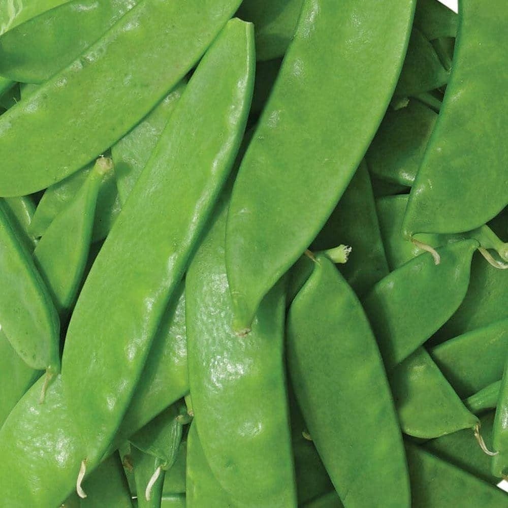 Discontinued - Organic Oregon Sugar Pod II Pea Seeds (12g) - My Patriot Supply