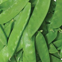 Thumbnail for Discontinued - Organic Oregon Sugar Pod II Pea Seeds (12g) - My Patriot Supply
