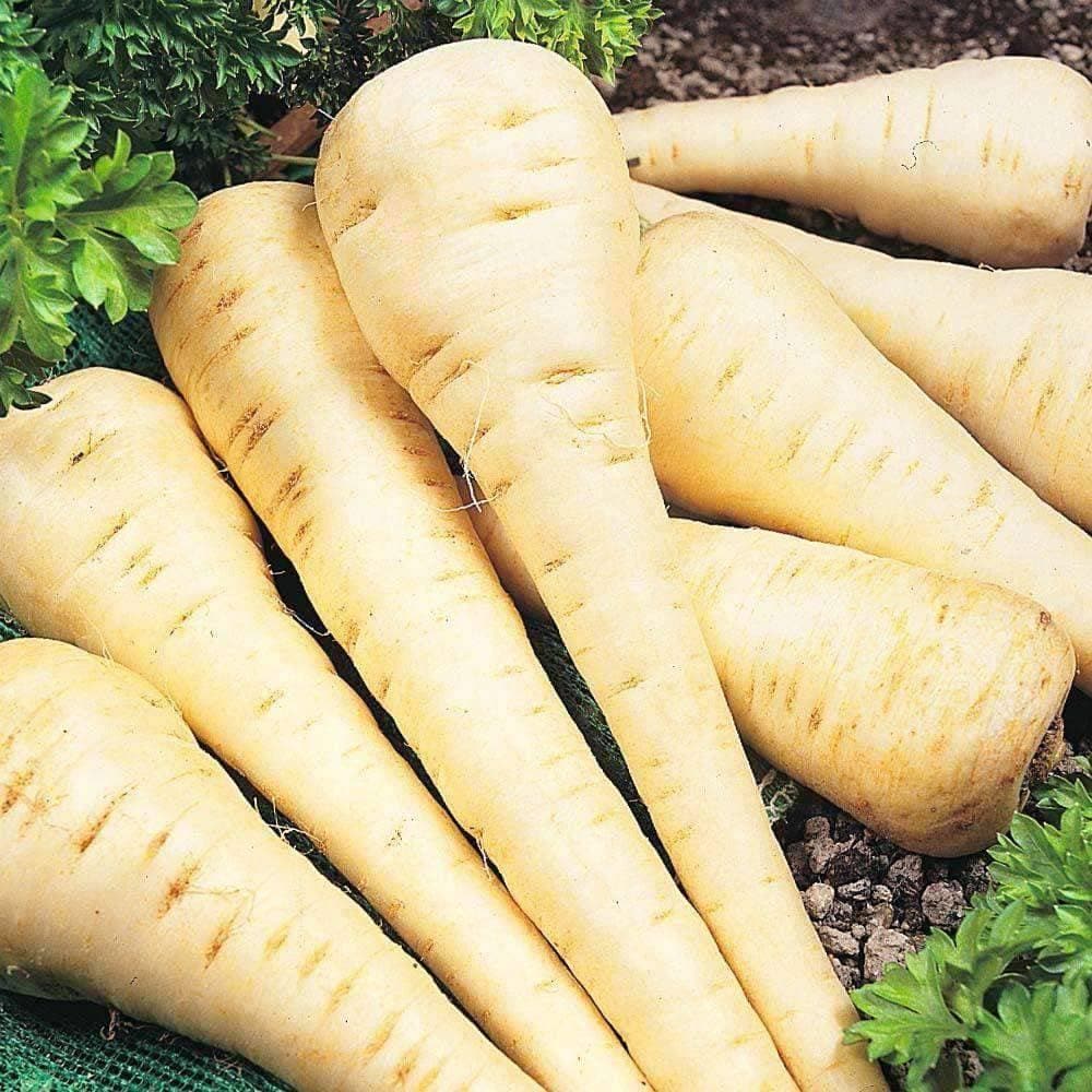 Discontinued - All American Parsnip Seeds (1g) - My Patriot Supply
