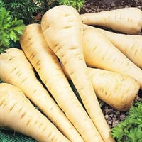 Thumbnail for Discontinued - All American Parsnip Seeds (1g) - My Patriot Supply