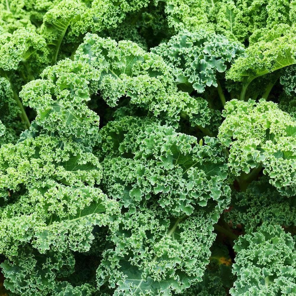 Siberian Kale Seeds (1g) - My Patriot Supply