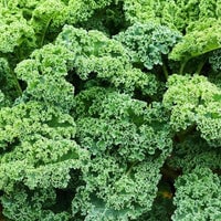 Thumbnail for Siberian Kale Seeds (1g) - My Patriot Supply