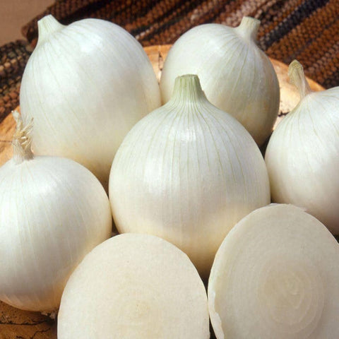 Image of White Sweet Spanish Onion Seeds (500mg) - My Patriot Supply