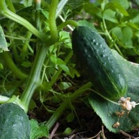 Thumbnail for Spacemaster 80 Cucumber Seeds (2g) - My Patriot Supply