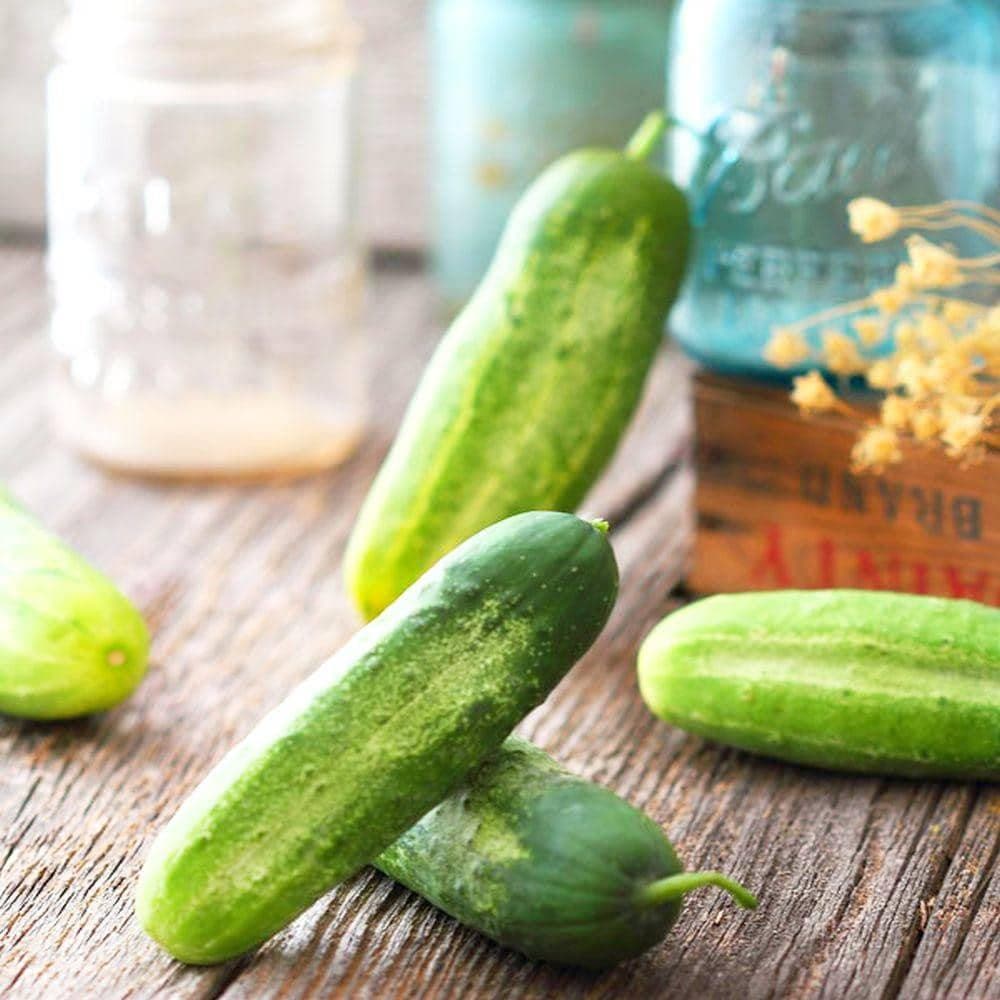 National Pickling Cucumber Seeds (3g) - My Patriot Supply