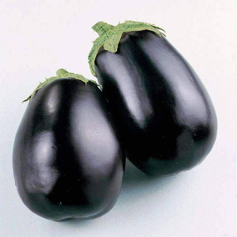 Image of Black Beauty Eggplant Seeds (250mg) - My Patriot Supply