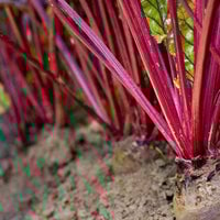 Thumbnail for  Early Wonder Tall Top Beet Seeds (3g) - My Patriot Supply