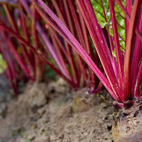 Image of  Early Wonder Tall Top Beet Seeds (3g) - My Patriot Supply