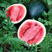 Thumbnail for Sugar Baby Watermelon Seeds (2g) - My Patriot Supply