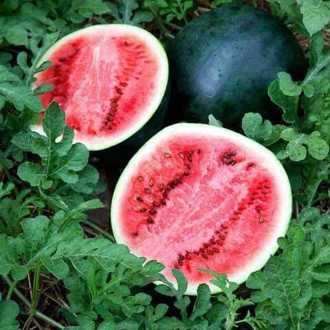 Sugar Baby Watermelon Seeds (2g) - My Patriot Supply