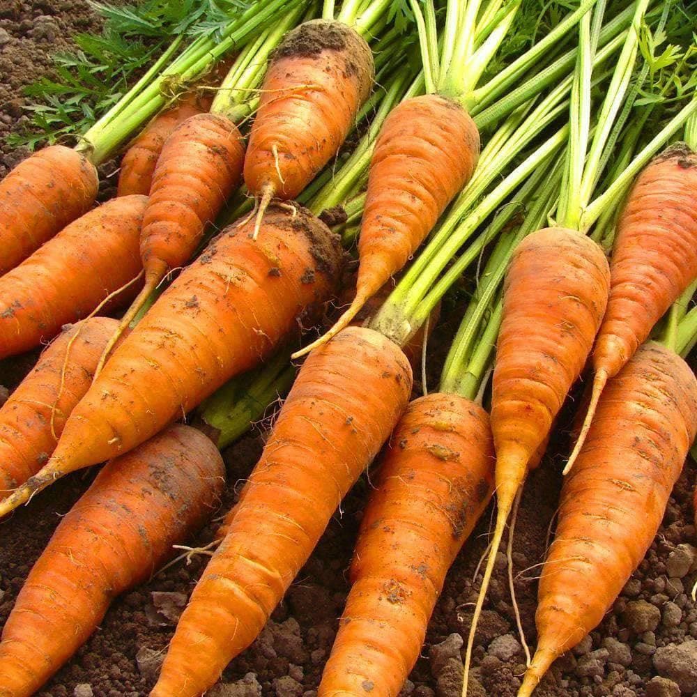 Carrots Danvers 126 1g Heirloom Non GMO Seeds Default Title My carrots-danvers-126-1g-heirloom-non-gmo-seeds-default-title-my