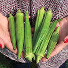 Clemson Spineless Okra Seeds (2g) - My Patriot Supply