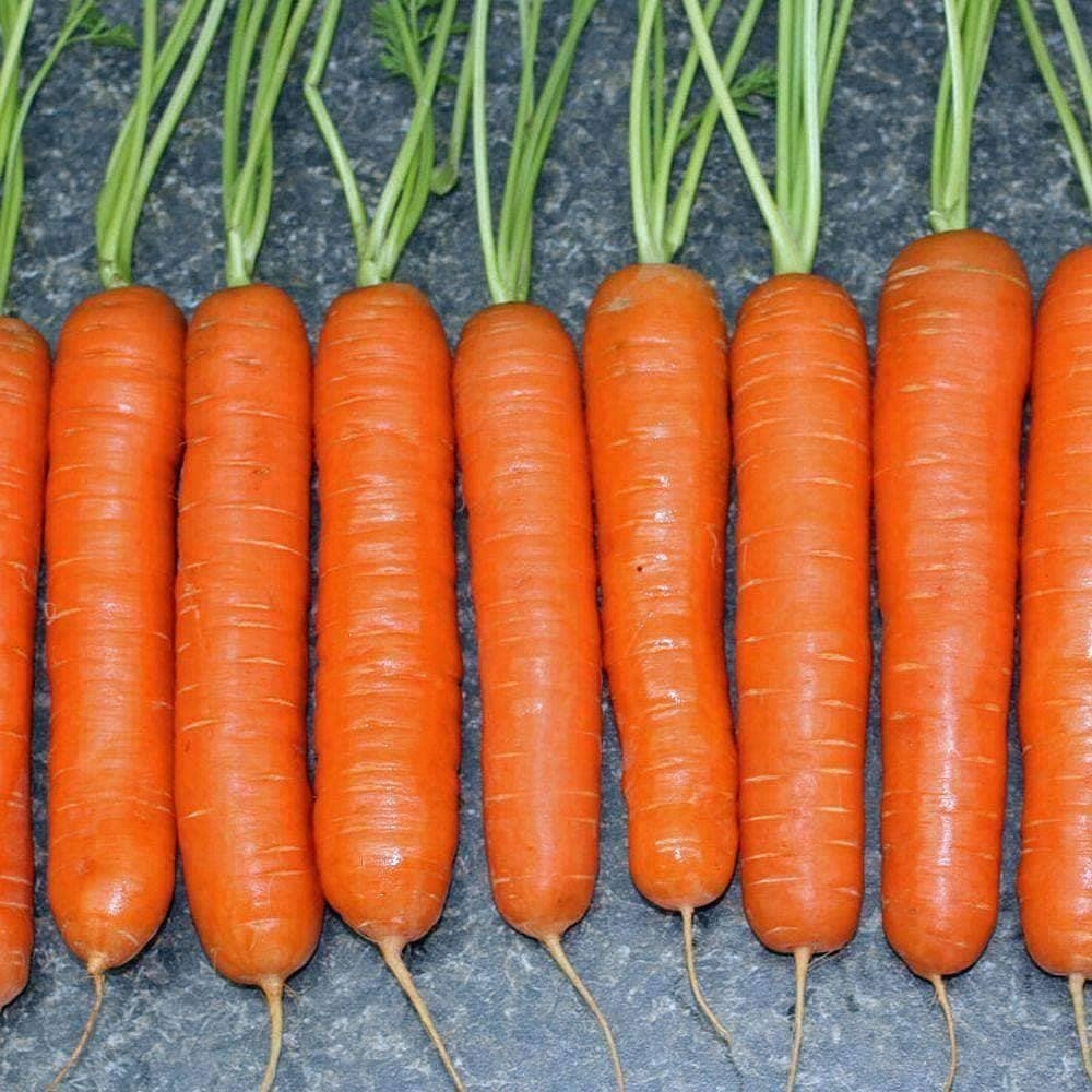 Little Finger Carrot Seeds (500mg) - My Patriot Supply