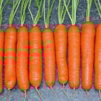 Thumbnail for Little Finger Carrot Seeds (500mg) - My Patriot Supply
