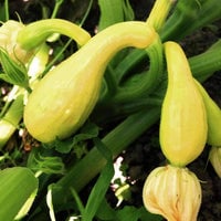 Thumbnail for Discontinued - Organic Early Crookneck Summer Squash Seeds (2g) - My Patriot Supply