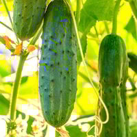 Thumbnail for Straight Eight Cucumber Seeds (2g) - My Patriot Supply