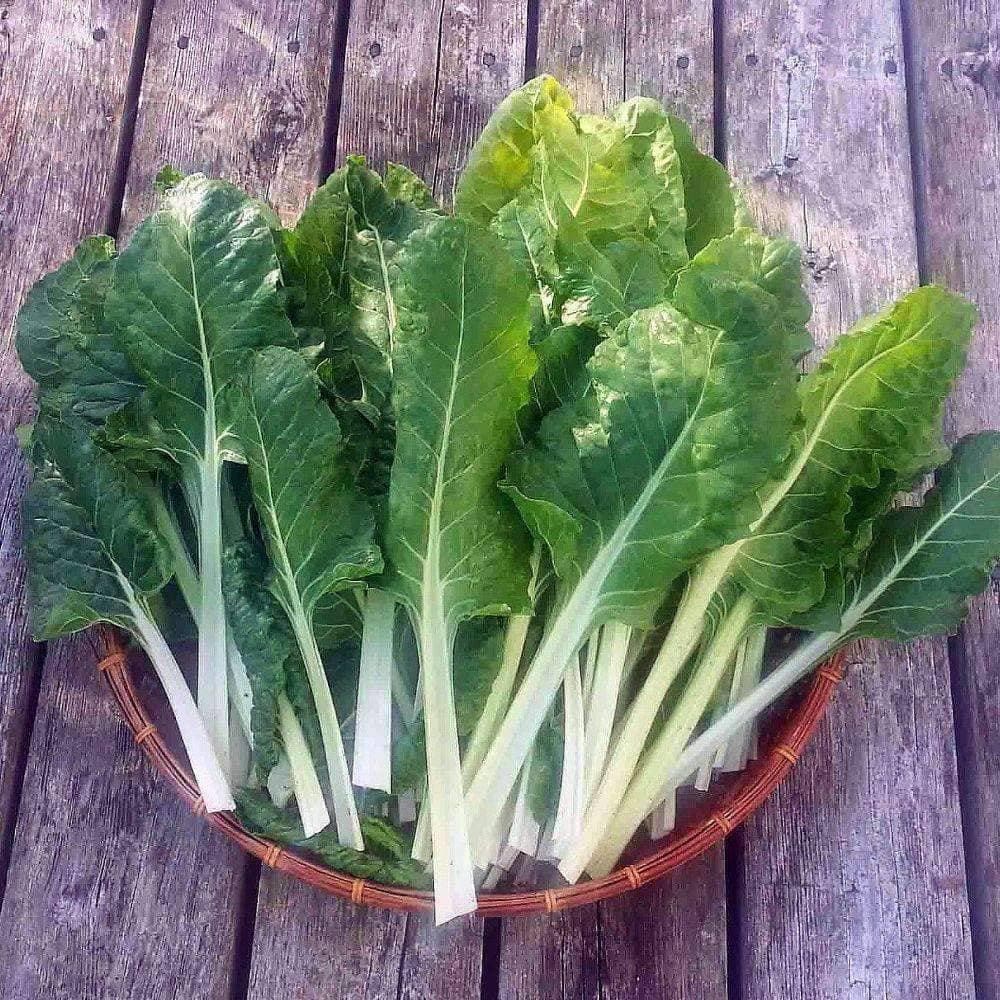 Fordhook Giant Swiss Chard Seeds (1g) - My Patriot Supply