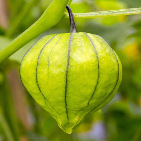 Image of Organic Grande Rio Verde Tomatillo Tomato Seeds (500mg) - My Patriot Supply