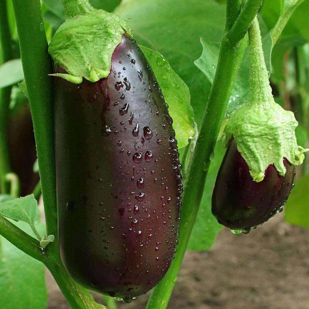 Black Beauty Eggplant Seeds β Organic Non-GMO Heirloom Vegetable Garden Seeds
