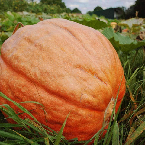 Image of Big Max Pumpkin Seeds (9g) - My Patriot Supply