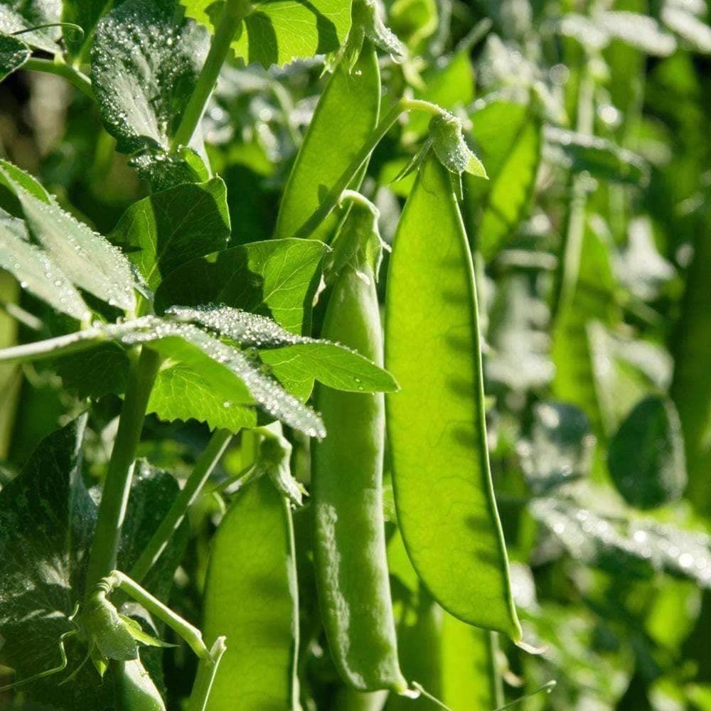Discontinued - Organic Oregon Sugar Pod II Pea Seeds (12g) - My Patriot Supply