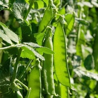 Thumbnail for Discontinued - Organic Oregon Sugar Pod II Pea Seeds (12g) - My Patriot Supply