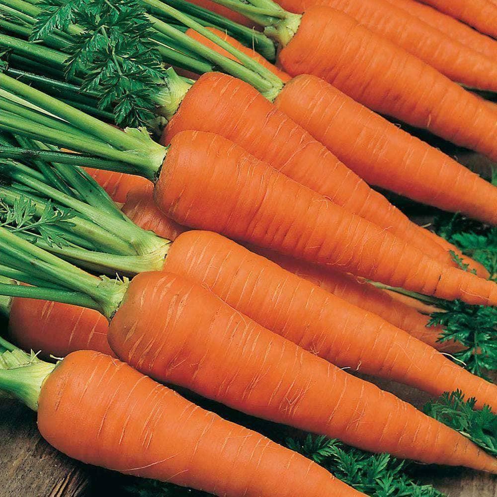 Carrots Danvers 126 1g Heirloom Non GMO Seeds Default Title My carrots-danvers-126-1g-heirloom-non-gmo-seeds-default-title-my