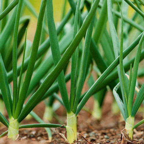 Image of Evergreen Bunching Onion Seeds (250mg) - My Patriot Supply