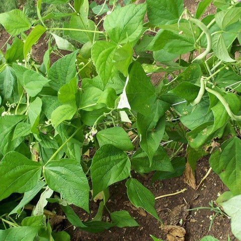 Image of Contender Bush Beans (20g) - My Patriot Supply