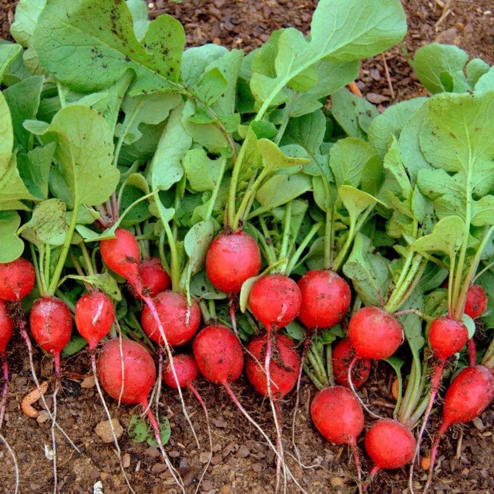Cherry Belle Radish Seeds (4g) - My Patriot Supply