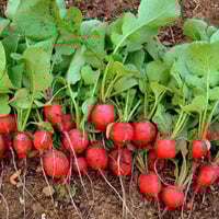 Thumbnail for Cherry Belle Radish Seeds (4g) - My Patriot Supply