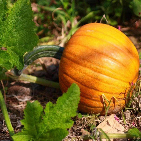 Image of Small Sugar Pumpkin Seeds (4g) - My Patriot Supply