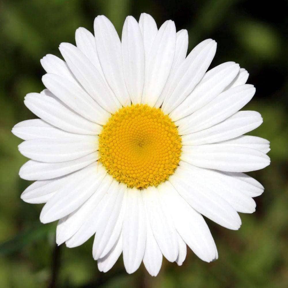 Organic Chamomile Herb Seeds (250mg) - My Patriot Supply