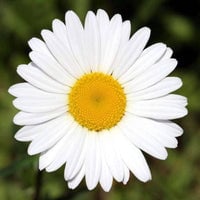 Thumbnail for Organic Chamomile Herb Seeds (250mg) - My Patriot Supply