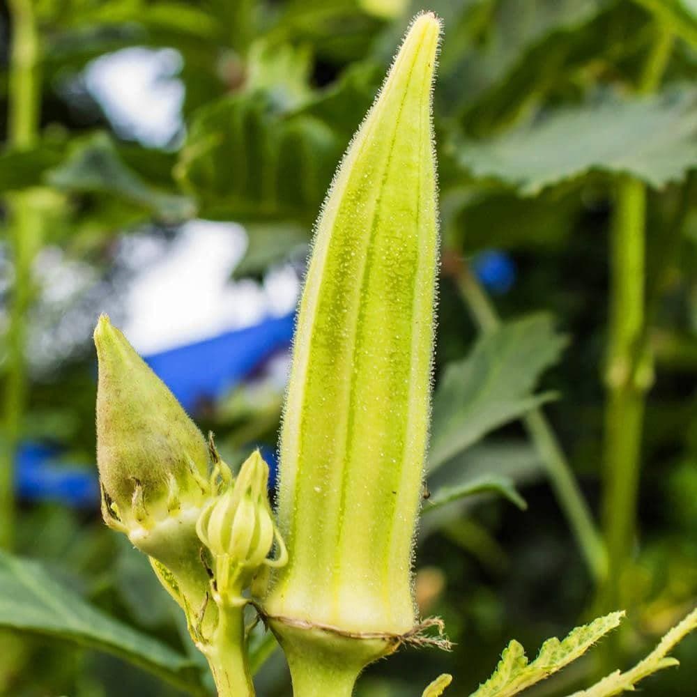 Clemson Spineless Okra Seeds (2g) - My Patriot Supply